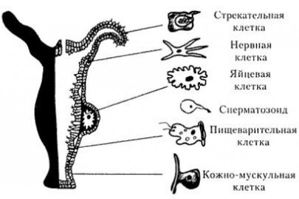 Кракен официальное зеркало