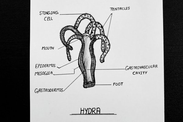 Kraken зеркало даркнет